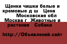 Щенки чишки белые и кремовые д/ш › Цена ­ 10 000 - Московская обл., Москва г. Животные и растения » Собаки   